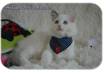 femelle blue bicolour - Chatterie Ragdolls du Val de Beauvoir